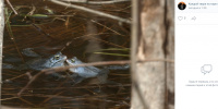 В болотах Ленобласти самцы остромордой лягушки стали менять окраску с бурой на голубую 